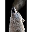 CEANOTHE - Tableau sur toile cri de loup 45x65 cm - vignette