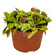 BLOOMIQUE - Dionaea Muscipula - Dionée Attrape-Mouche - Plante Carnivore - H. 10-15 cm - P. 12 cm - vignette
