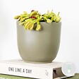BLOOMIQUE - Dionaea Muscipula - Dionée Attrape-Mouche - Plante Carnivore - H. 10-15 cm - P. 12 cm - vignette