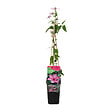 BLOOMIQUE - Clématite Hagley Hybride - Vigne forestière - Rose - Pot 15 cm - 70-80 cm de haut - vignette