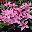 BLOOMIQUE - Clématite Hagley Hybride - Vigne forestière - Rose - Pot 15 cm - 70-80 cm de haut - vignette