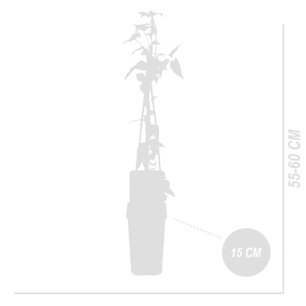 BLOOMIQUE - Clématite Hagley Hybride - Vigne forestière - Rose - Pot 15 cm - 70-80 cm de haut - large