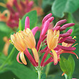 BLOOMIQUE - Lot de 2 - Lonicera Heckrottii Goldflame - Chèvrefeuille - Rouge, Jaune - P. 15cm - H. 70-80 cm - vignette