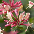 BLOOMIQUE - Lot de 2 - Lonicera Heckrottii Goldflame - Chèvrefeuille - Rouge, Jaune - P. 15cm - H. 70-80 cm - vignette