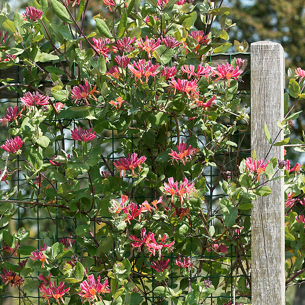 BLOOMIQUE - Lot de 2 - Lonicera Heckrottii Goldflame - Chèvrefeuille - Rouge, Jaune - P. 15cm - H. 70-80 cm - large