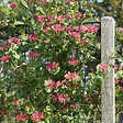 BLOOMIQUE - Lot de 2 - Lonicera Heckrottii Goldflame - Chèvrefeuille - Rouge, Jaune - P. 15cm - H. 70-80 cm - vignette