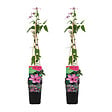 BLOOMIQUE - Lot de 2 - Clématite Hagley Hybride - Vigne forestière - Rose - P. 15 cm - H. 70-80 cm - vignette