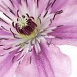 BLOOMIQUE - Lot de 2 - Clématite Hagley Hybride - Vigne forestière - Rose - P. 15 cm - H. 70-80 cm - vignette