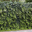 BLOOMIQUE - Hedera Helix - Lierre à petites feuilles - Persistant - Plantes grimpantes - P. 15cm - H. 70-80 cm - vignette
