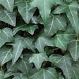 BLOOMIQUE - Hedera Helix - Lierre à petites feuilles - Persistant - Plantes grimpantes - P. 15cm - H. 70-80 cm - vignette