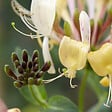 BLOOMIQUE - Lot de 2 - Lonicera Periclymenum - Chèvrefeuille sauvage - Jaune - Pot 15cm - 70-80cm de Haut - vignette
