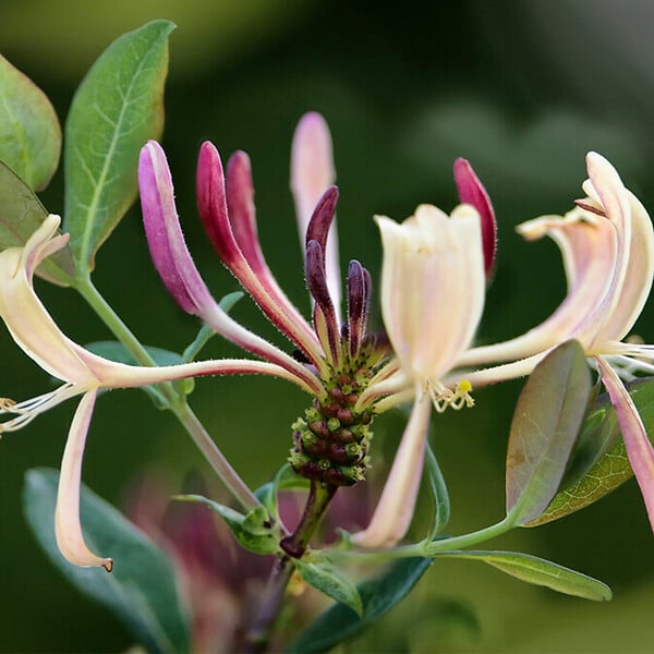 BLOOMIQUE - Lot de 2 - Lonicera Periclymenum - Chèvrefeuille sauvage - Jaune - Pot 15cm - 70-80cm de Haut - large
