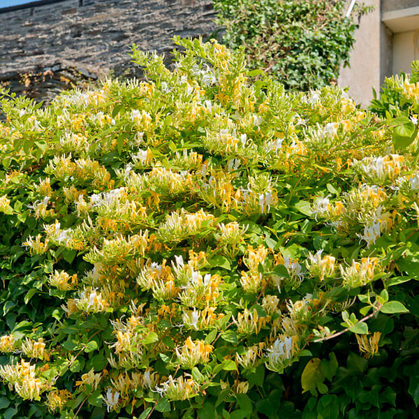 BLOOMIQUE - Lonicera Periclymenum - Chèvrefeuille sauvage - Jaune - Plantes grimpantes - P. 15cm - H. 70-80 cm - large