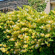 BLOOMIQUE - Lonicera Periclymenum - Chèvrefeuille sauvage - Jaune - Plantes grimpantes - P. 15cm - H. 70-80 cm - vignette