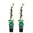BLOOMIQUE - Lot de 2 - Hedera Helix - Lierre à petites feuilles - Persistant - Pot 15cm - 70-80cm de Haut - vignette