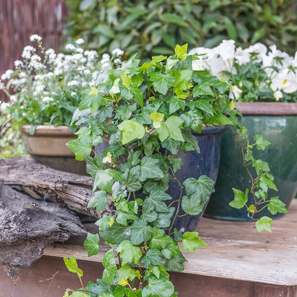 BLOOMIQUE - Lot de 2 - Hedera Helix - Lierre à petites feuilles - Persistant - Pot 15cm - 70-80cm de Haut - large