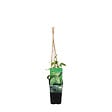 BLOOMIQUE - Humulus Lupulus - Plante de houblon - Convient pour le brassage de la bière - P. 15 cm - H. 70-80 cm - vignette