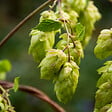 BLOOMIQUE - Humulus Lupulus - Plante de houblon - Convient pour le brassage de la bière - P. 15 cm - H. 70-80 cm - vignette