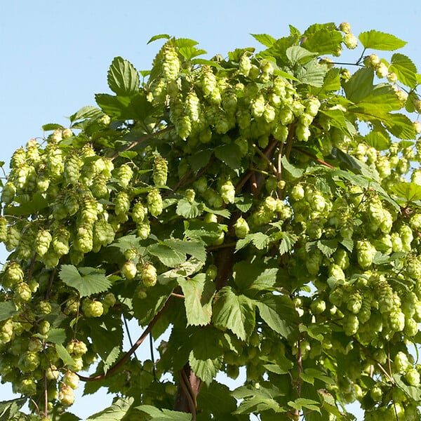 BLOOMIQUE - Humulus Lupulus - Plante de houblon - Convient pour le brassage de la bière - P. 15 cm - H. 70-80 cm - large