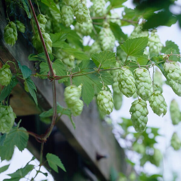 BLOOMIQUE - Humulus Lupulus - Plante de houblon - Convient pour le brassage de la bière - P. 15 cm - H. 70-80 cm - large