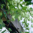 BLOOMIQUE - Humulus Lupulus - Plante de houblon - Convient pour le brassage de la bière - P. 15 cm - H. 70-80 cm - vignette