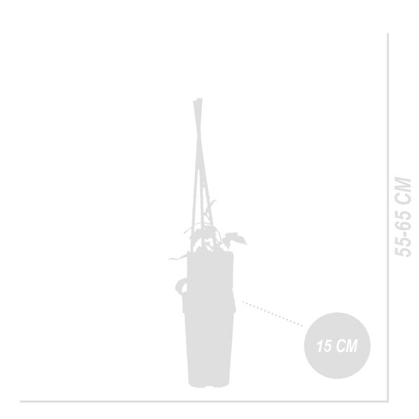 BLOOMIQUE - Humulus Lupulus - Plante de houblon - Convient pour le brassage de la bière - P. 15 cm - H. 70-80 cm - large
