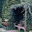 BLOOMIQUE - Hedera Hibernica - Lierre à grandes feuilles - Persistant - P. 15cm - H. 70-80 cm - vignette