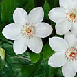 BLOOMIQUE - Clématite Miss Bateman - Vigne forestière - Blanche - Plantes grimpantes - P. 15 cm - H. 70-80 cm - vignette