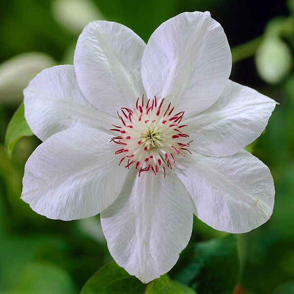 BLOOMIQUE - Clématite Miss Bateman - Vigne forestière - Blanche - Plantes grimpantes - P. 15 cm - H. 70-80 cm - large
