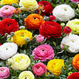 BLOOMIQUE - Mélange de 50 - Renoncule - Renoncule - Bouton d'Or - Mélange de Couleurs - Bulbes à Fleurs - vignette