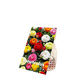 BLOOMIQUE - Mélange de 50 - Renoncule - Renoncule - Bouton d'Or - Mélange de Couleurs - Bulbes à Fleurs - vignette