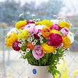 BLOOMIQUE - Mélange de 50 - Renoncule - Renoncule - Bouton d'Or - Mélange de Couleurs - Bulbes à Fleurs - vignette