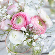 BLOOMIQUE - Mélange de 50 - Renoncule - Renoncule - Bouton d'Or - Mélange de Couleurs - Bulbes à Fleurs - vignette