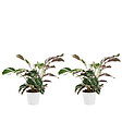 BLOOMIQUE - Lot de 2 - Calathea White Fusion - Plante d'intérieur - Facile d'entretien - H. 40-50 cm - vignette