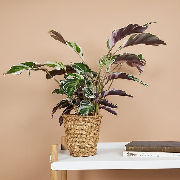 BLOOMIQUE - Lot de 2 - Calathea White Fusion - Plante d'intérieur - Facile d'entretien - H. 40-50 cm - large