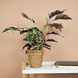 BLOOMIQUE - Lot de 2 - Calathea White Fusion - Plante d'intérieur - Facile d'entretien - H. 40-50 cm - vignette
