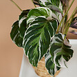 BLOOMIQUE - Lot de 2 - Calathea White Fusion - Plante d'intérieur - Facile d'entretien - H. 40-50 cm - vignette