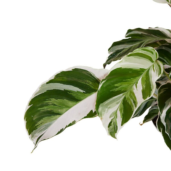 BLOOMIQUE - Lot de 2 - Calathea White Fusion - Plante d'intérieur - Facile d'entretien - H. 40-50 cm - large
