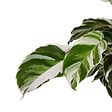BLOOMIQUE - Lot de 2 - Calathea White Fusion - Plante d'intérieur - Facile d'entretien - H. 40-50 cm - vignette