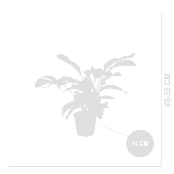BLOOMIQUE - Lot de 2 - Calathea White Fusion - Plante d'intérieur - Facile d'entretien - H. 40-50 cm - large