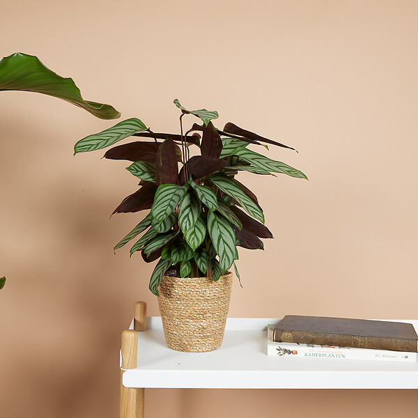 BLOOMIQUE - Lot de 2 - Calathea Compactstar - Plante d'intérieur - Facile d'entretien - Purifiante - H. 30-40 cm - large