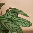 BLOOMIQUE - Lot de 2 - Calathea Compactstar - Plante d'intérieur - Facile d'entretien - Purifiante - H. 30-40 cm - vignette