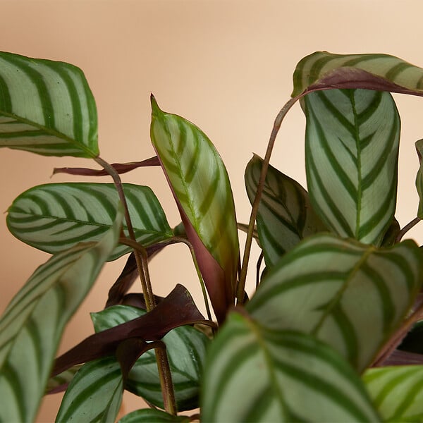 BLOOMIQUE - Lot de 2 - Calathea Compactstar - Plante d'intérieur - Facile d'entretien - Purifiante - H. 30-40 cm - large