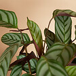 BLOOMIQUE - Lot de 2 - Calathea Compactstar - Plante d'intérieur - Facile d'entretien - Purifiante - H. 30-40 cm - vignette
