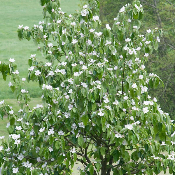 BELLEVUE DISTRIBUTION - Cognassier oblonga Géant de Vranja C10L Gobelet 2 ans - large