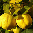 BELLEVUE DISTRIBUTION - Cognassier oblonga Géant de Vranja C10L Gobelet 2 ans - vignette