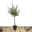 BELLEVUE DISTRIBUTION - Cognassier oblonga Géant de Vranja C10L Gobelet 2 ans - vignette