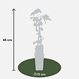 LA GREEN TOUCH - Fallopia baldschuanica - vignette