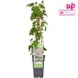 LA GREEN TOUCH - Fallopia baldschuanica - vignette
