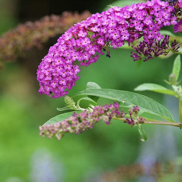 PLANT IN A BOX - Arbre à papillons - Buddleja davidii 'Candy' - Hauteur 30-40cm - ⌀19cm - large